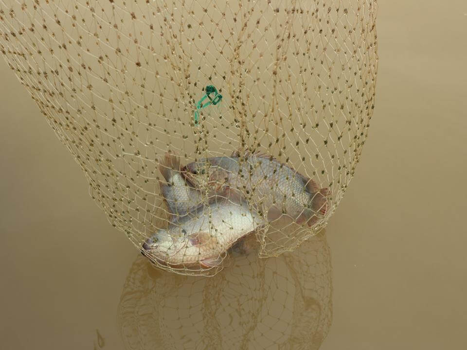 Mô hình nuôi cá lồng ở lòng hồ thủy điện của thôn Tân Phú